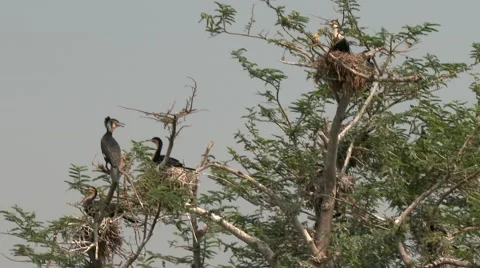 Grey Cormorant sitting on a tree in the Akagera national park. Stock Footage 47849256