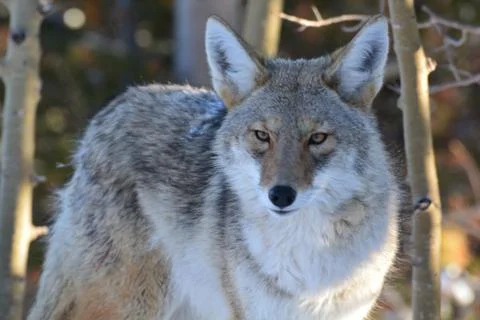 Grey Coyote Stock Photos