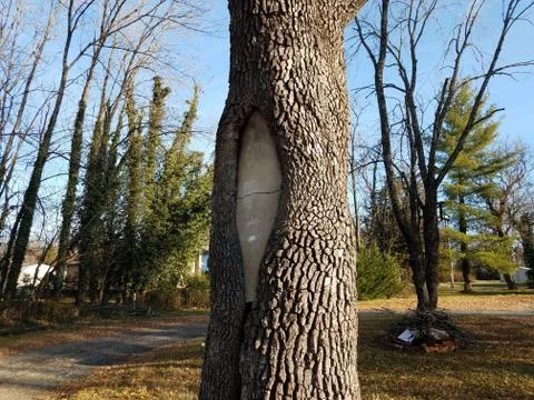 Grey cracked cement inside a tree trunk Stock Photos
