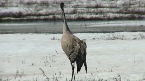 Grey crane Stock Footage 18185037