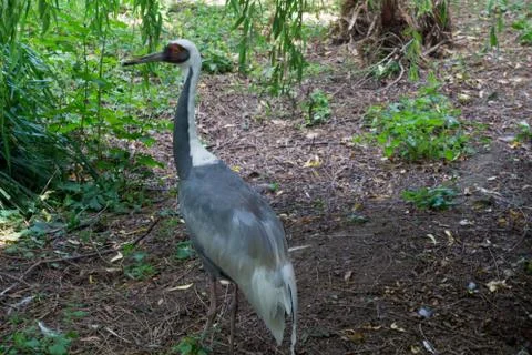 Grey crane in a forest 스톡 사진