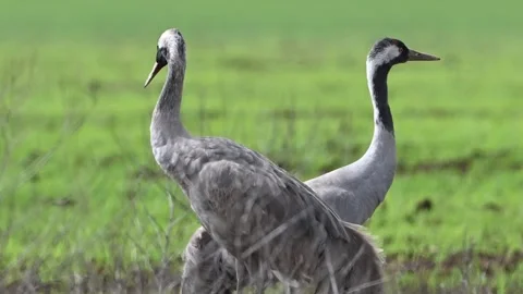 Grey Cranes in the Field Grus grus. Slow motion Stock-Footage 309333496