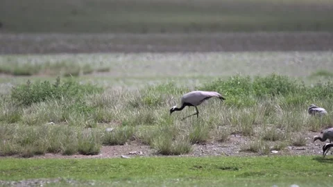 Grey cranes forage on open grassland plain - Distant Wildlife and Feeding Birds Video stock 339699749