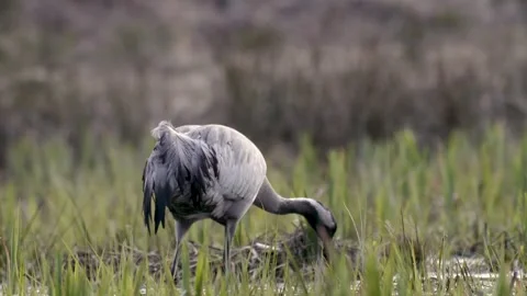 Grey cranes preparing to lay eggs in forest pond, foraging and constructing.. Stock Footage 307916376