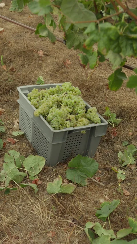 Grey Crate Filled with White Grape Bunches on Dry Vineyard Ground Vertical Stock Footage 344438194