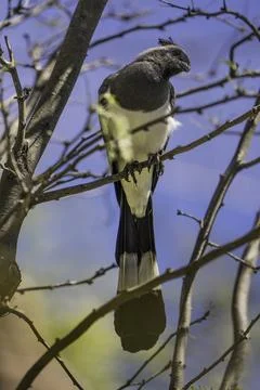 Grey crested bird1 Stock Photos
