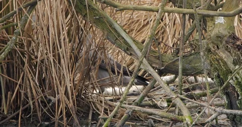 Grey Crow Corvus Corone in slow motion Video stock 310558474