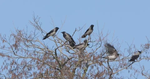 Grey Crow Corvus Corone in strong wind in slow motion Stock Footage 305348906