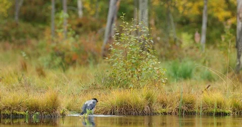 Grey crow, Corvus tristis, bathing on the edge of lake. Stock Footage 86164404