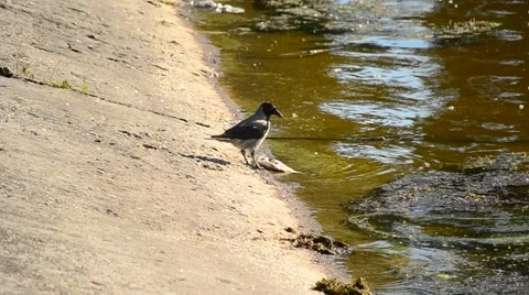 Grey crow eats dead fish on shore and walks away out of frame Stock Footage 55304705