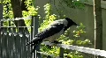 Grey crow HD Footage