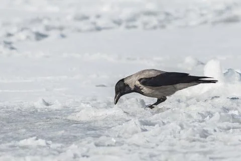 Grey crow on ice of the river 스톡 사진