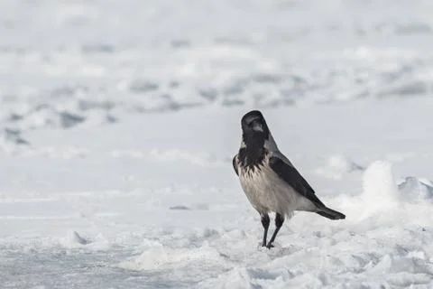 Grey crow on ice of the river Foto stock