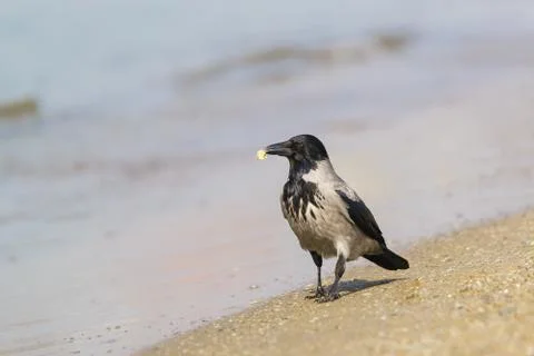 Grey crow (lat. Corvus cornix) with a slice of bread is on the sandy beach Stock Photos