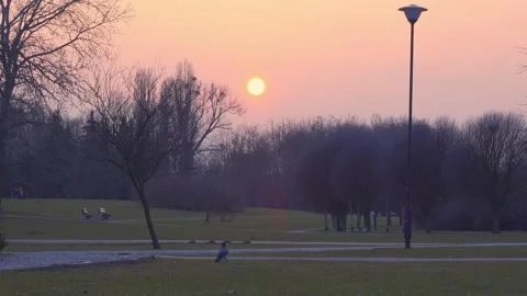 Grey crow in the park Stock Footage 151294431