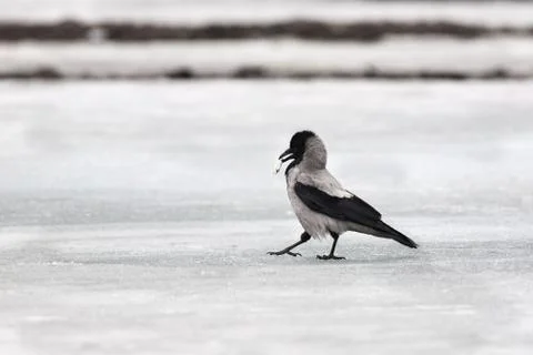 Grey crow 스톡 사진