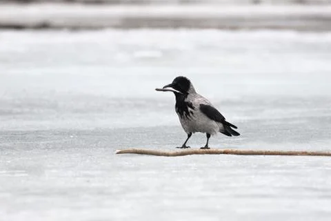 Grey crow 스톡 사진