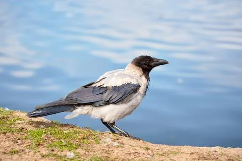 Grey crow side view standing on sand sunny summer beach near out of focus blu Foto stock