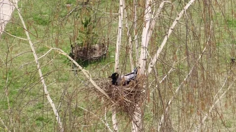 A grey crow sits quietly in its nest on a birch tree, incubating eggs. Stock Footage 307138341