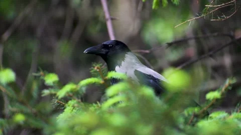 Grey crow sitting on a branch and hiding in the crown of a spruce tree Stock Footage 196209423