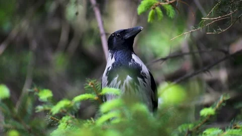 Grey crow sitting on a branch in the crown of a spruce tree Stock Footage 196209478