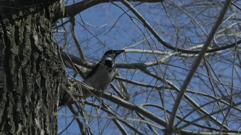 Grey crow sitting on a tree branch Vídeo Stock 151587474
