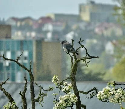 Grey crow on top of a blossom tree in the rain. Stock Photos