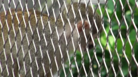 Grey-crowned Central American squirrel monkey Saimiri oerstedii citrinellus -Dan Stock Footage 46849136