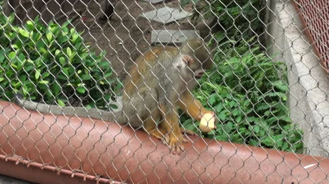 Grey-crowned Central American squirrel monkey Saimiri oerstedii citrinellus -Dan Stock Footage 46849358