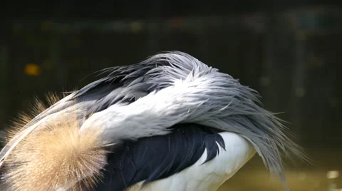 Grey Crowned Crane 2 Stock Footage 48612644