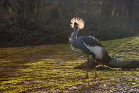 Grey Crowned Crane (Balearica regulorum) in backlight Stock Photos