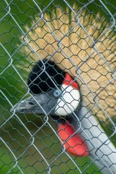 Grey crowned crane behind a wire fence with golden crest and striking red a.. Stock Photos