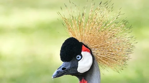 Grey crowned crane bird. Stock Footage 58831792