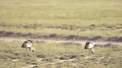 Grey Crowned Crane birds  Stock Footage 33531147