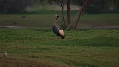 Grey Crowned Crane captured at al Qudra Lake Duabi just before sunset. Stock Footage 324808972