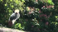 A Grey crowned crane is cleaning his feathers HD Footage