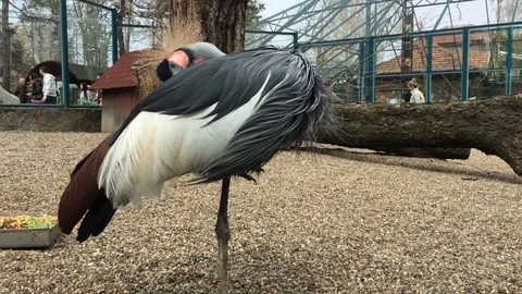 Grey crowned crane cleans its feathers Stock Footage 88431458