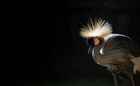 Grey crowned crane in dark background Stock Photos