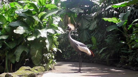 Grey Crowned Crane Stock Footage