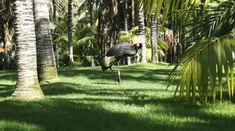 Grey Crowned Crane Stock Footage 5601534