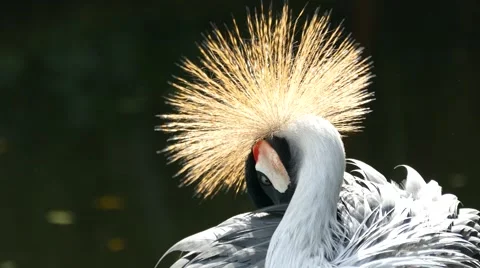 Grey Crowned Crane Video stock 48606816