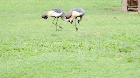 Grey crowned crane. Stock Footage 90746840