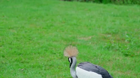 Grey Crowned Crane Stock Footage 315175807