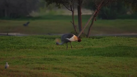Grey Crowned Crane Stock Footage 324808964