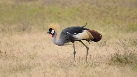 Grey Crowned Crane Stock Footage 326497750