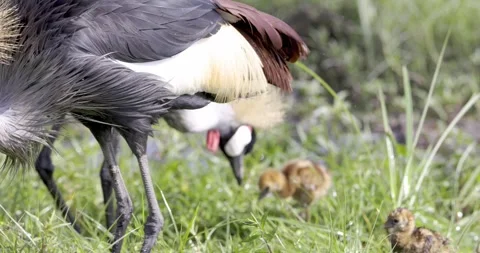 Grey-crowned Crane foraging for worms Video stock 252819681