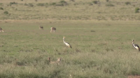 Grey crowned crane jumping in front of 2 cheetahs  Stock Footage 33531609