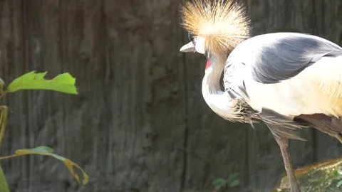Grey crowned crane in natural enclosure Stock Footage 312339733