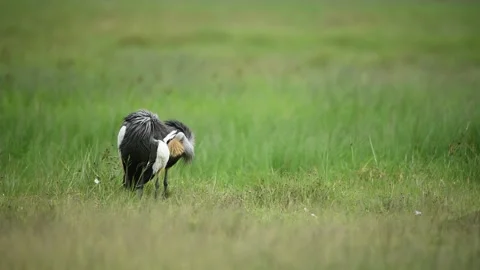 Grey crowned crane pair preening at Ngorongoro in 4K Stock Footage 197403106
