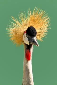 Grey Crowned Crane 스톡 사진